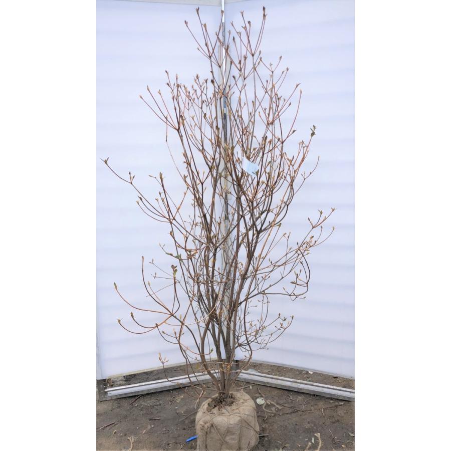 小町ミツバツツジ ピンク花 約1 9ｍ 株立ち 現品発送 特大苗木苗木 小町三つ葉ツツジ コマチミツバ 送料無料 komati1917k4 大福樹苗園 通販 Yahoo ショッピング