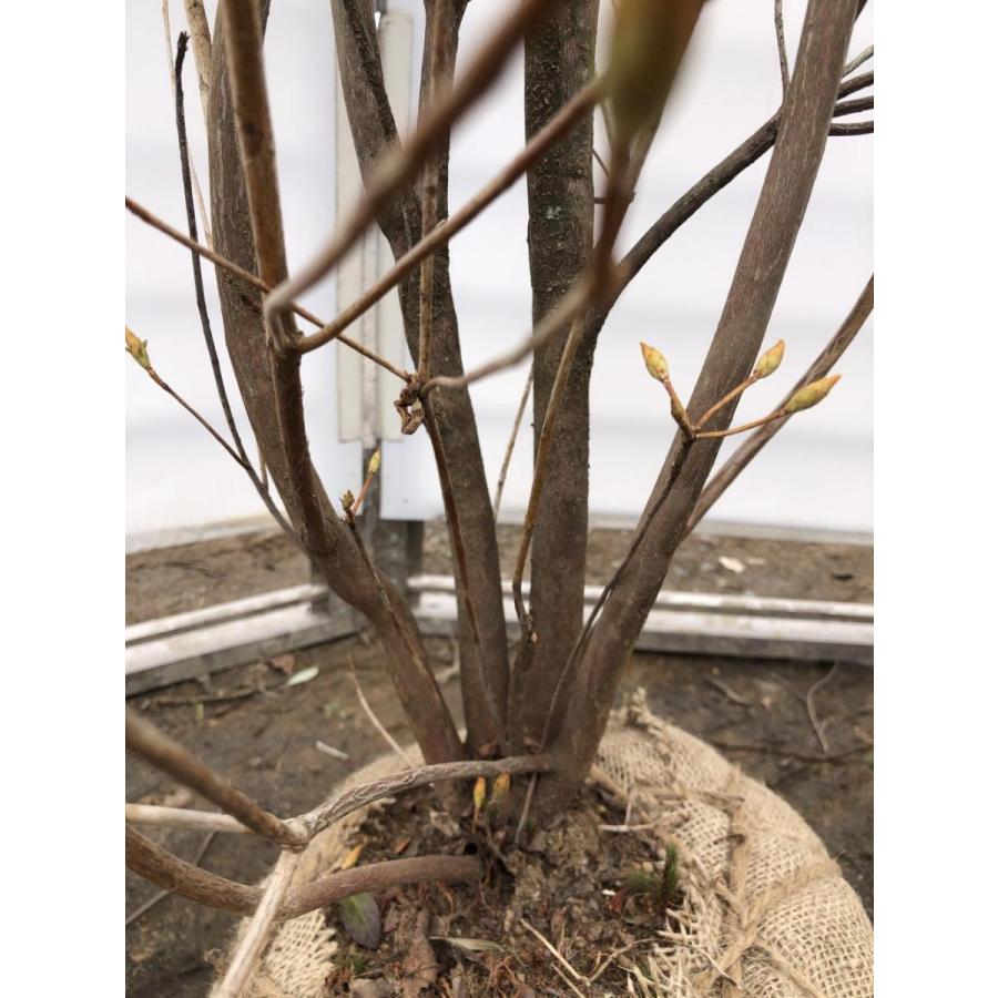 小町ミツバツツジ ピンク花 約1 9ｍ 株立ち 現品発送 特大苗木苗木 小町三つ葉ツツジ コマチミツバ 送料無料 komati1917k4 大福樹苗園 通販 Yahoo ショッピング