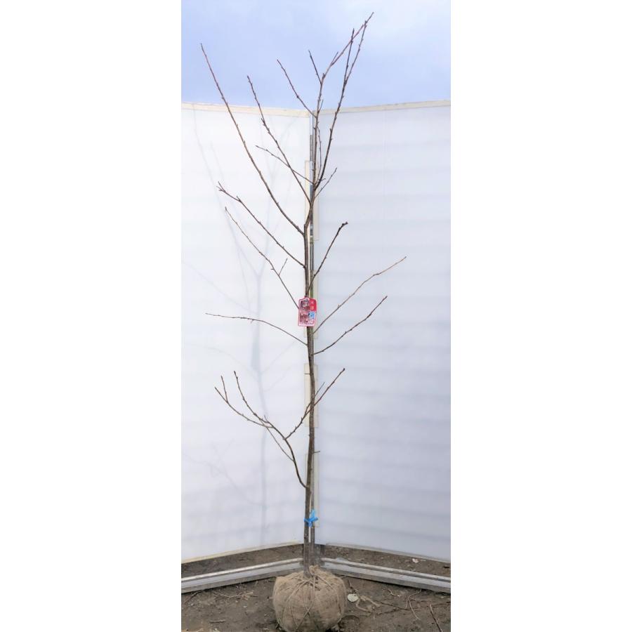 完売 河津桜 約2 2ｍ 現品発送 超特大株 植木苗木 極早咲き品種 ピンクの桜の木 カワヅザクラ シンボルツリー 送料無料 kawaza22 大福樹苗園 通販 Yahoo ショッピング 日本最大級 Mobile Scotturb Com