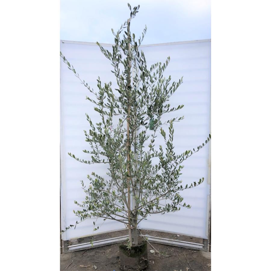 オリーブの木　フラントイオ　約2.2m　現品発送　超特大株　大株植木苗木　シンボルツリー　送料無料(13740円)