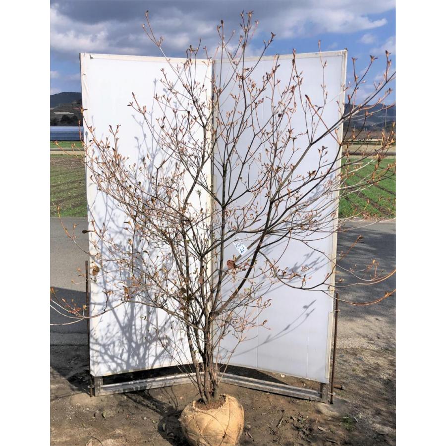 小町ミツバツツジ　ピンク花　約２ｍ　株立ち　現品発送　豪華株　特大苗木苗木　小町三つ葉ツツジ　コマチミツバ　送料無料