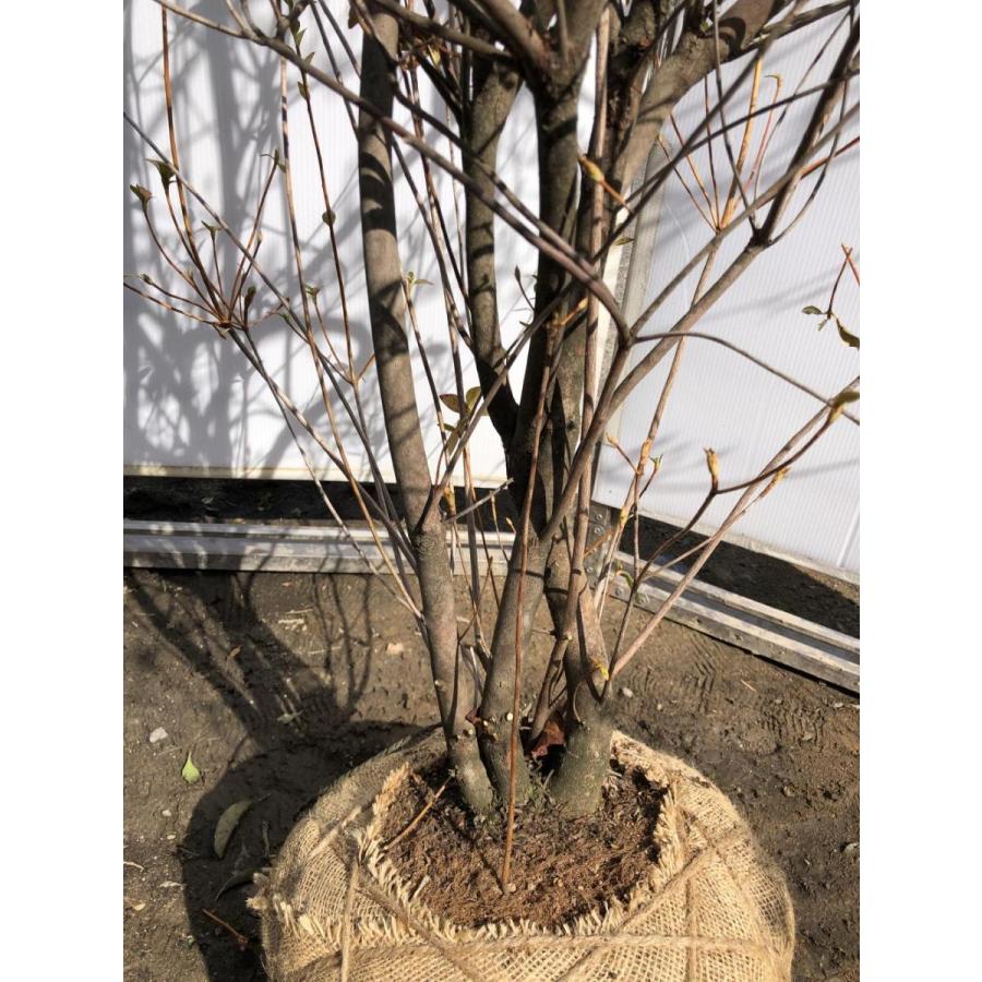 小町ミツバツツジ　ピンク花　約２ｍ　株立ち　現品発送　豪華株　特大苗木苗木　小町三つ葉ツツジ　コマチミツバ　送料無料 