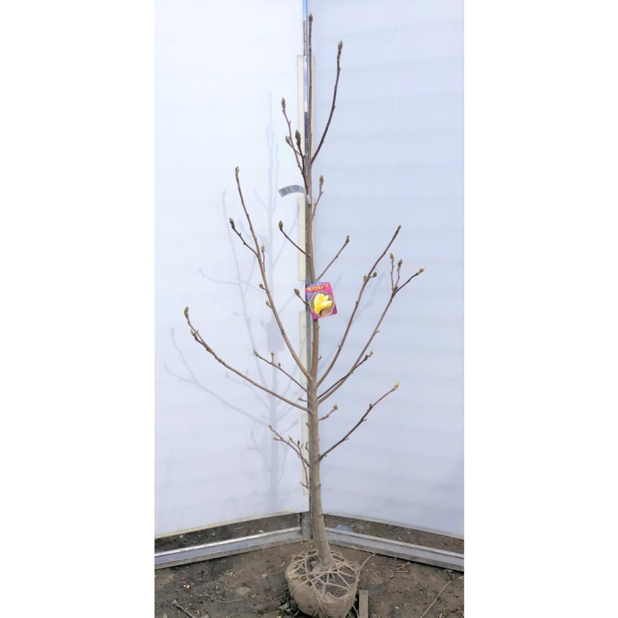 黄花モクレン エリザベス 約1.8m 現品発送 特大植木苗木 黄木蓮 