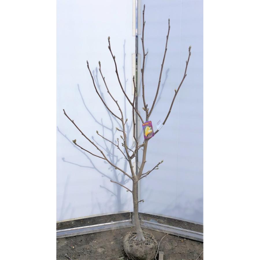 黄花モクレン　エリザベス　約1.6ｍ　現品発送　特大植木苗木　黄木蓮　キモクレン　黄モクレン　マグノリア　送料無料