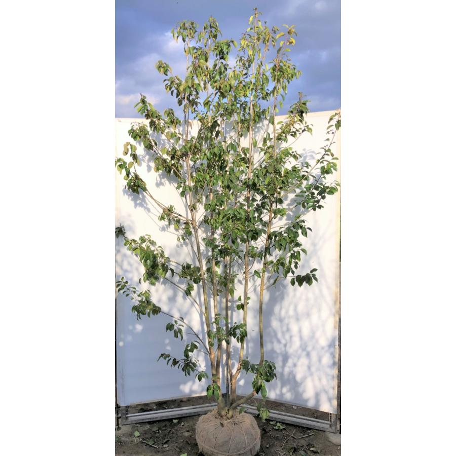 初回限定 ソヨゴの木 ５本株立ち 約2 5m 一点物 豪華株 現品発送 特大植木苗木 赤い実が成る木 常緑樹 送料無料 安い購入 Www Thedailyspud Com