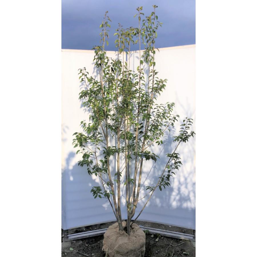 ソヨゴの木　５本株立ち　約2.3m　現品発送　特大株　植木苗木　赤い実が成る木　常緑樹　送料無料(18258円)