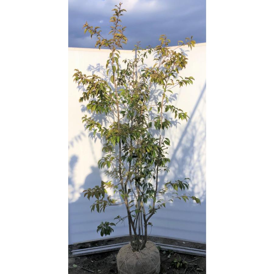 50 Off ソヨゴの木 株立ち 約２m 現品発送 特大株 植木苗木 赤い実が成る木 常緑樹 人気特価激安 Esiba Tg