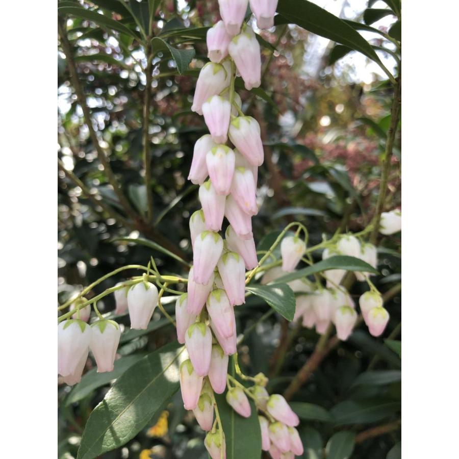 アセビ スプリングベル 100センチ アセビ スプリングベル 株立ち 約1.4