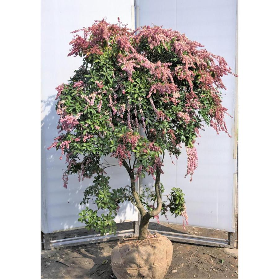 アセビ ピンク花 株立ち 約1.5m 現品発送 一点物 特大植木苗木 アセビ ピンク花 株立ち 約1.5m 現品発送 一点物 特大植木苗木