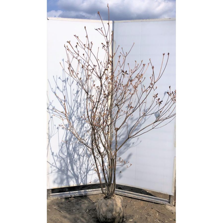 小町ミツバツツジ　ピンク花　約1.9ｍ　株立ち　現品発送　特大苗木苗木　小町三つ葉ツツジ　コマチミツバ　送料無料