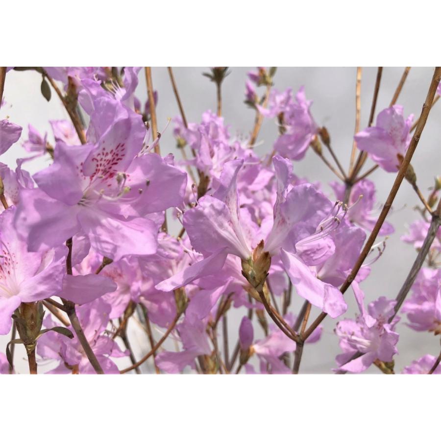 小町ミツバツツジ　ピンク花　約1.9ｍ　株立ち　現品発送　特大苗木苗木　小町三つ葉ツツジ　コマチミツバ　送料無料 