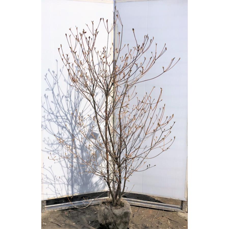 小町ミツバツツジ　ピンク花　約1.8ｍ　株立ち　現品発送　特大苗木苗木　小町三つ葉ツツジ　コマチミツバ　送料無料