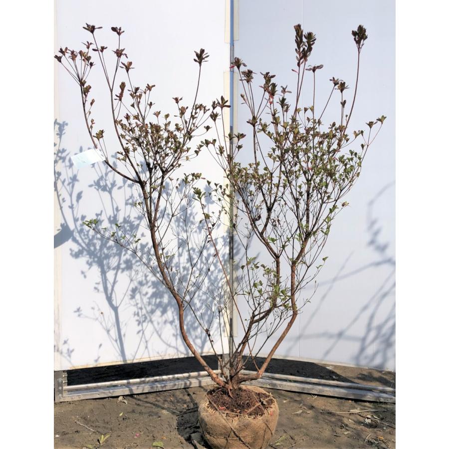 本霧島ツツジ 株立ち 約1 4ｍ 現品発送 特大植木苗木 ホンキリシマ 常緑樹 送料無料 honkiri1412k3 大福樹苗園 通販 Yahoo ショッピング