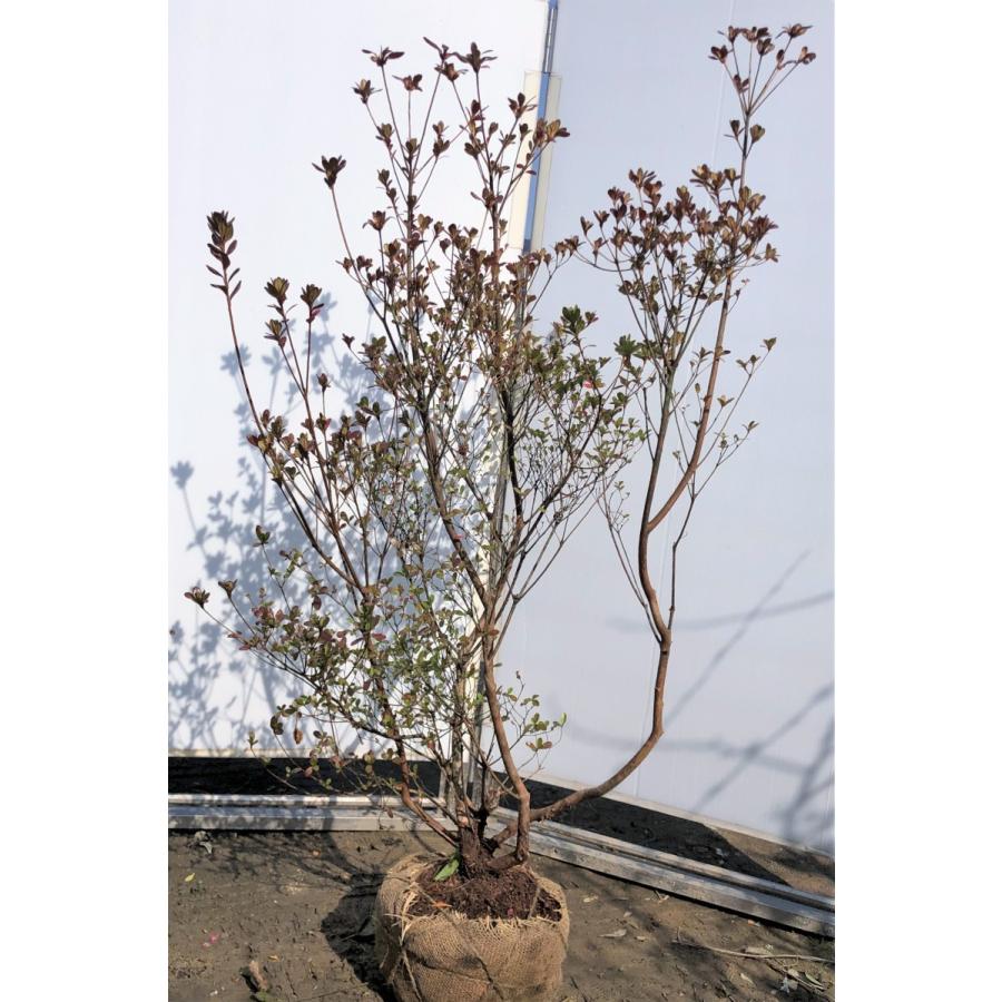 本霧島ツツジ 株立ち 約1 3ｍ 現品発送 特大植木苗木 ホンキリシマ 常緑樹 送料無料 honkiri1311k4 大福樹苗園 通販 Yahoo ショッピング