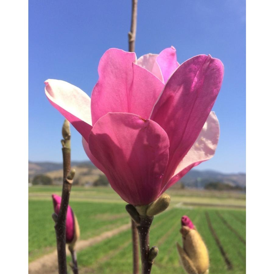 紫花モクレン アレキサンドリア 株立ち 約1 4ｍ 現品発送 特大植木苗木 赤紫モクレン 紫木蓮 マグノリア 送料無料 alecsandoria1412k3 大福樹苗園 通販 Yahoo ショッピング