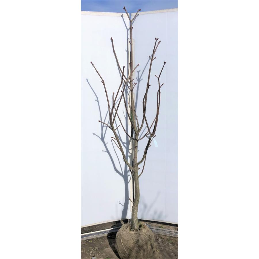 マロニエ 約２ｍ 現品発送 特大植木苗木 西洋トチノキ 落葉樹 送料無料 maronie18 大福樹苗園 通販 Yahoo ショッピング