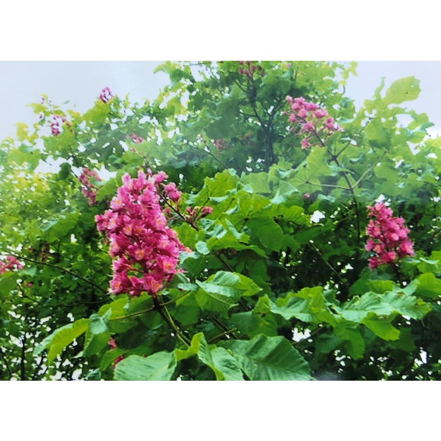 マロニエ 約２ｍ 現品発送 特大植木苗木 西洋トチノキ 落葉樹 送料無料 maronie18 大福樹苗園 通販 Yahoo ショッピング