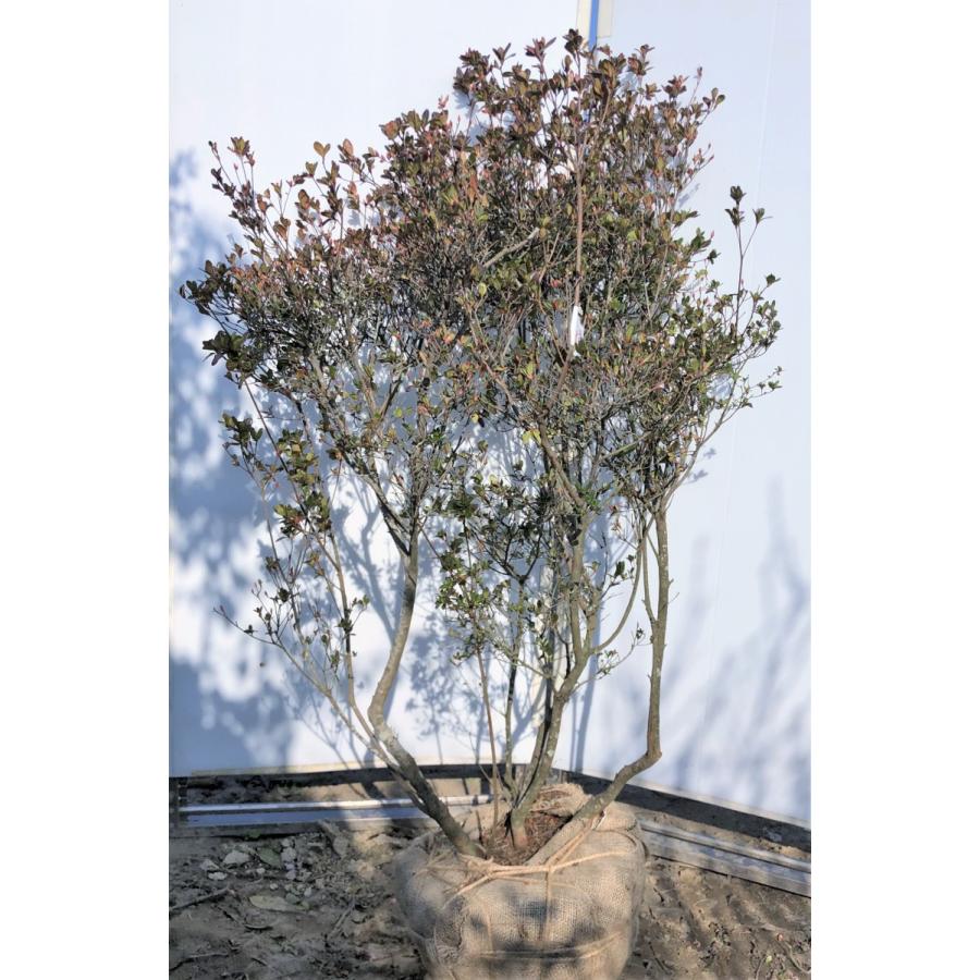 驚きの安さ 本霧島ツツジ 株立ち 約1 5ｍ 現品発送 特大植木苗木 ホンキリシマ 常緑樹 送料無料 格安即決 Altammamfactory Com Jo
