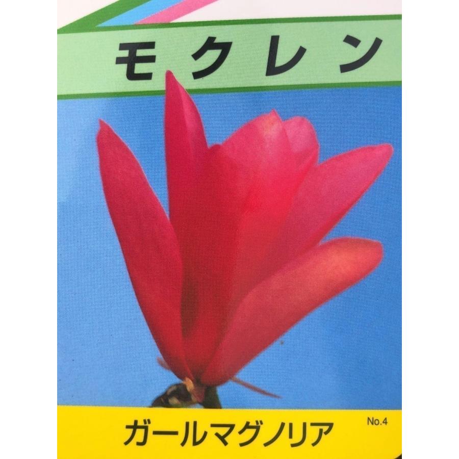 赤花モクレン ガールマグノリア 株立ち 約2m 現品発送 超特大株 植木
