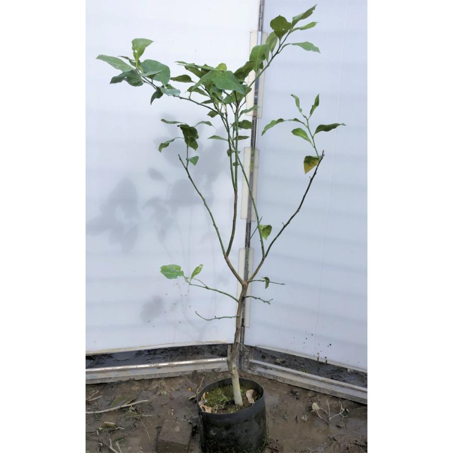 プレゼント対象商品 レモンの木 リスボンレモン 約1 4ｍ 現品発送 特大株 植木苗木 檸檬の木 常緑樹 観葉植物や鉢植えに 果樹 送料無料 ついに再入荷 Kiaakia Com