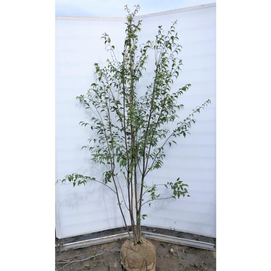 ハイノキ 5本株立ち 約1 9m 現品発送 特大株植木苗木 灰の木 常緑樹 送料無料 hainoki1917k5 大福樹苗園 通販 Yahoo ショッピング