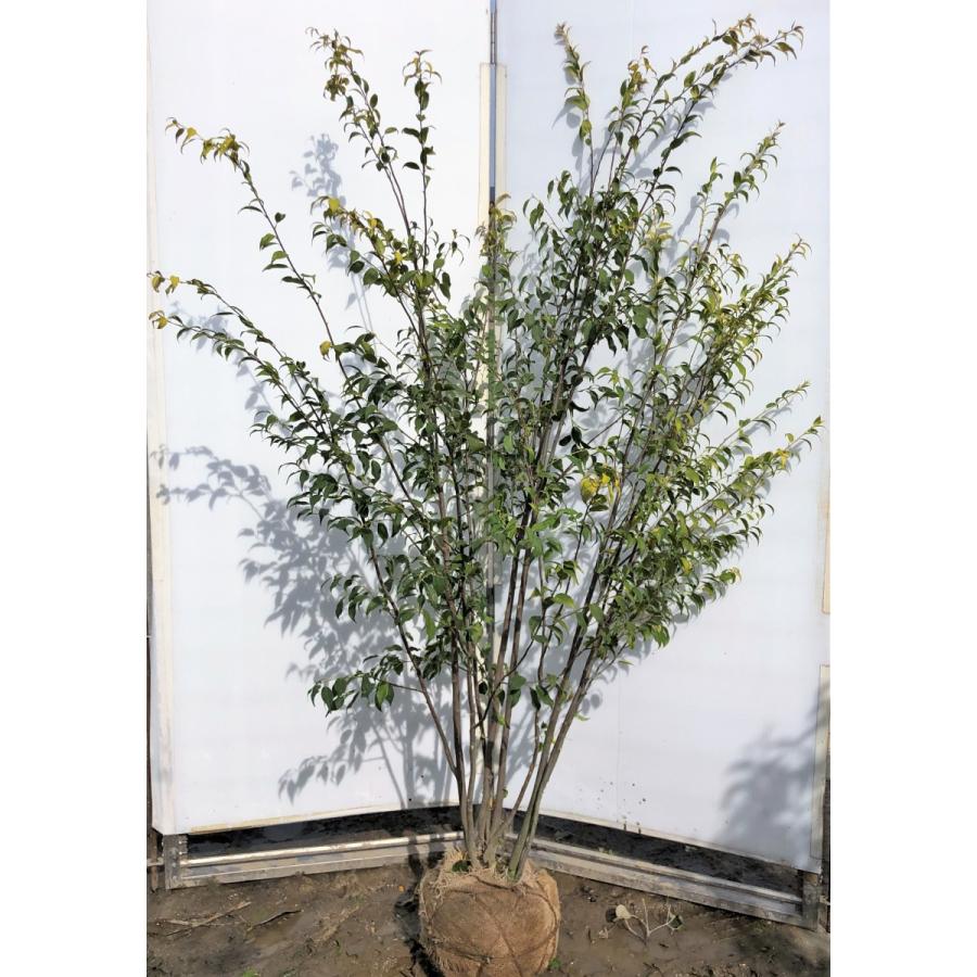 売り切れ必至 ハイノキ ８本株立ち 約1 8m 現品発送 豪華株 一点物 特大株植木苗木 灰の木 常緑樹 送料無料 初回限定 Www Thedailyspud Com