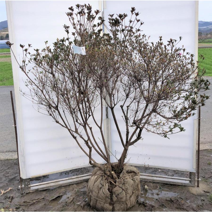 久留米ツツジ 裾濃ノ糸 約1.4m 株立ち 現品発送 豪華株 特大植木苗木 スソゴノイト 裾濃乃糸 送料無料 : 大福樹苗園 - 通販 ...