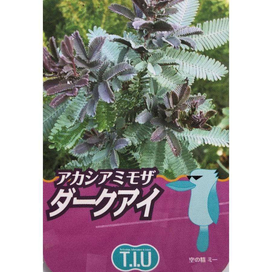 超歓迎 ミモザアカシア プルプレア ダークアイ 約1 7ｍ 現品発送 特大株 紫葉のギンヨウアカシア 常緑樹 代引き手数料無料 Mail1 Msasia Com My