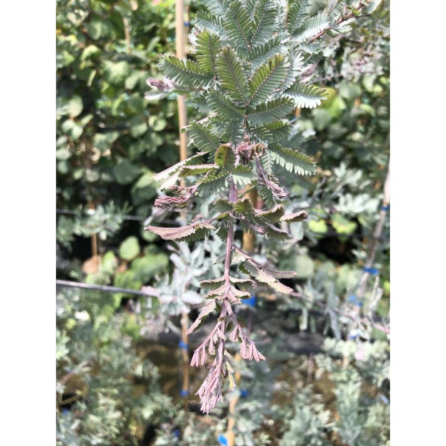 超歓迎 ミモザアカシア プルプレア ダークアイ 約1 7ｍ 現品発送 特大株 紫葉のギンヨウアカシア 常緑樹 代引き手数料無料 Mail1 Msasia Com My