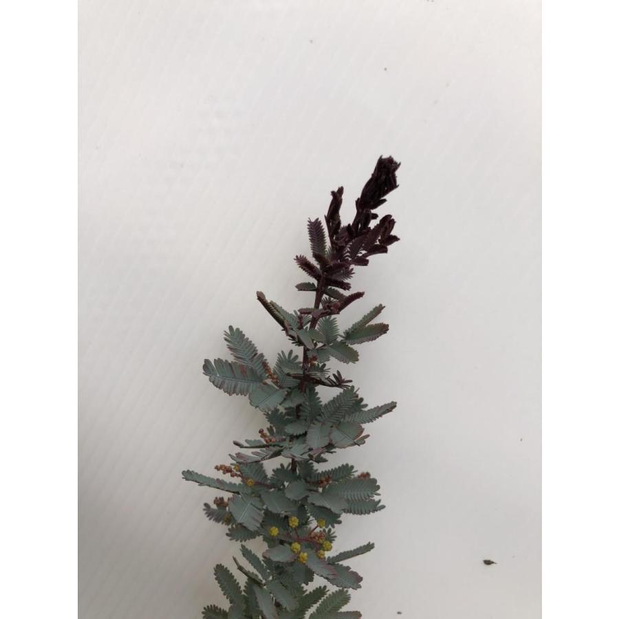 超歓迎 ミモザアカシア プルプレア ダークアイ 約1 7ｍ 現品発送 特大株 紫葉のギンヨウアカシア 常緑樹 代引き手数料無料 Mail1 Msasia Com My