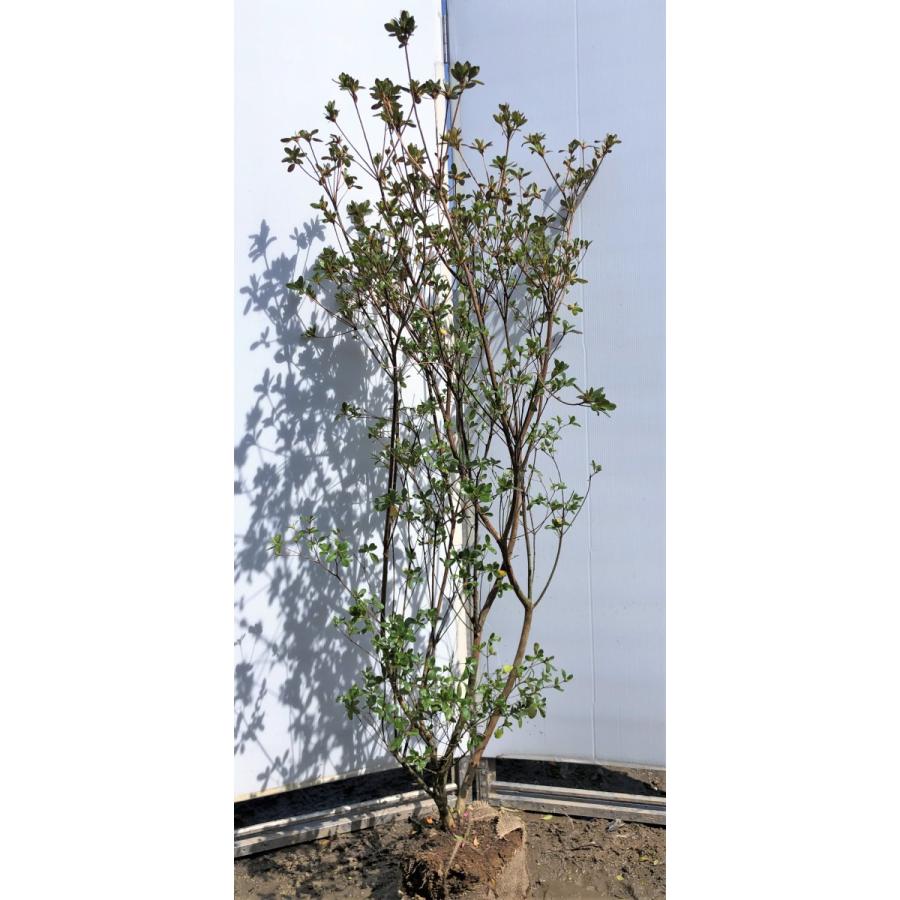 安いそれに目立つ 本霧島ツツジ 株立ち 約1 6ｍ 現品発送 特大植木苗木 ホンキリシマ 常緑樹 送料無料 お1人様1点限り Zoetalentsolutions Com
