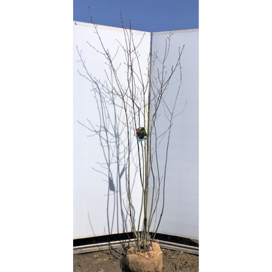 チョコレートベリー　７本株立ち　約２ｍ　現品発送　特大株　植木苗木　アロニア　チョコベリー　送料無料