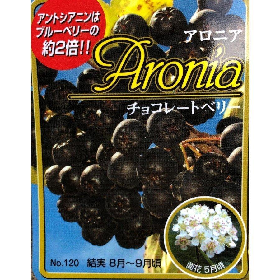 チョコレートベリー　７本株立ち　約２ｍ　現品発送　特大株　植木苗木　アロニア　チョコベリー　送料無料 