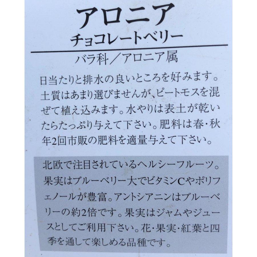チョコレートベリー　７本株立ち　約２ｍ　現品発送　特大株　植木苗木　アロニア　チョコベリー　送料無料 
