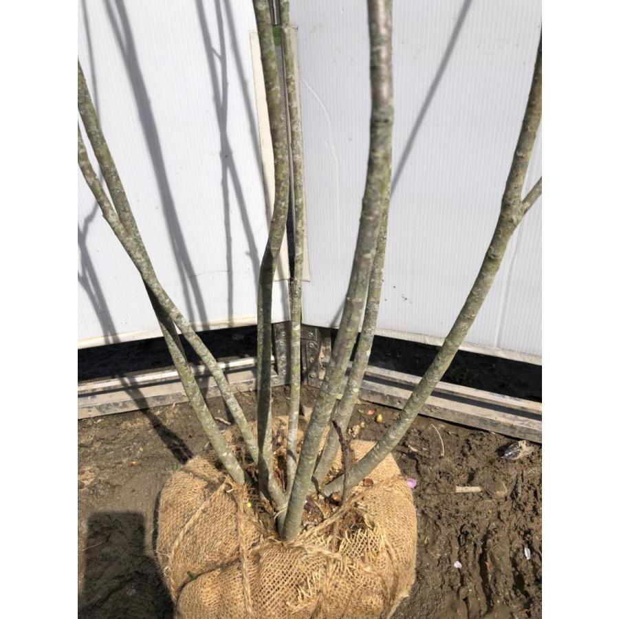 チョコレートベリー　７本株立ち　約２ｍ　現品発送　特大株　植木苗木　アロニア　チョコベリー　送料無料 