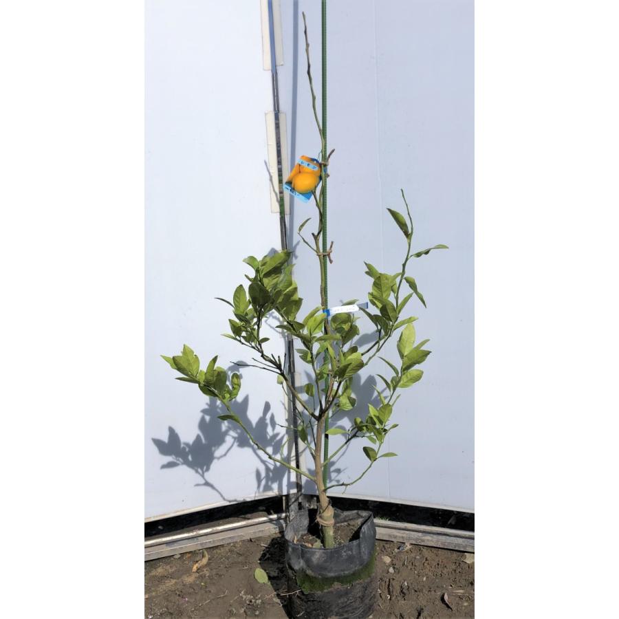 新しい到着 レモンの木 マイヤーレモン 約1 5ｍ 現品発送 特大株 植木苗木 現品発送 檸檬の木 観葉植物や鉢植えに 果樹 送料無料 今月限定 特別大特価 Kuljic Com