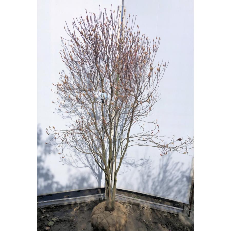 アケボノツツジ　株立ち　約1.7ｍ　現品発送　ピンク花ツツジ　大株植木苗木　曙躑躅　曙ツツジ　落葉樹　送料無料