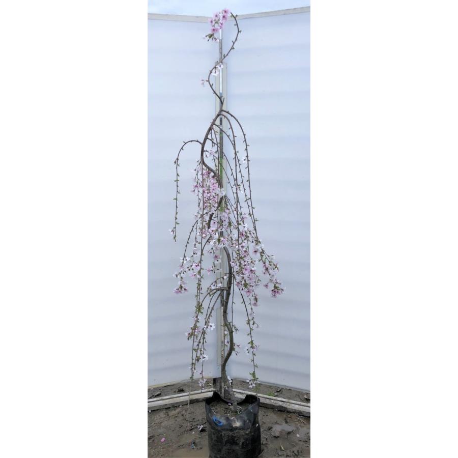 しだれ富士桜　約２ｍ　現品発送　美樹形株　２色咲きに見えるしだれ桜　特大植木苗木　富士しだれ桜　送料無料