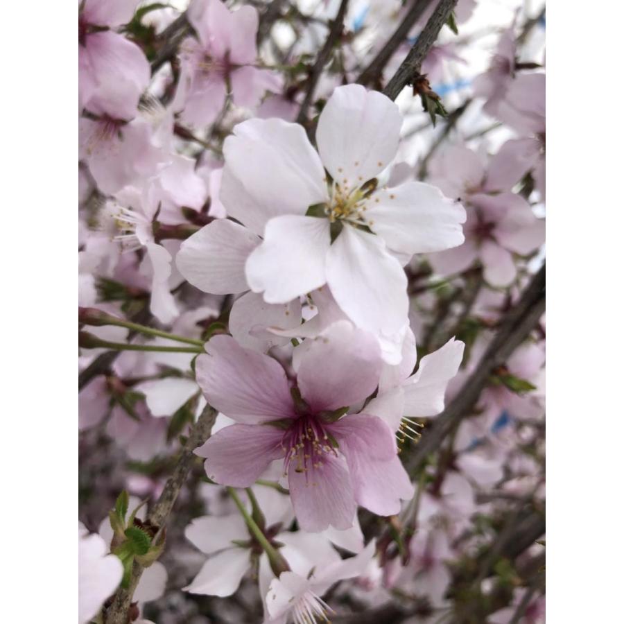 しだれ富士桜　約２ｍ　現品発送　美樹形株　２色咲きに見えるしだれ桜　特大植木苗木　富士しだれ桜　送料無料 