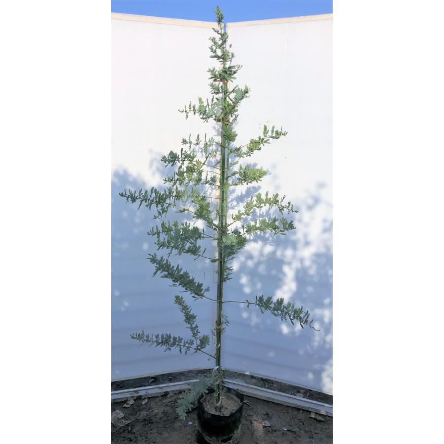 柔らかい ミモザアカシア 約1 9ｍ 現品発送 特大株 植木苗木 ギンヨウアカシア 銀葉アカシア 常緑樹 送料無料 mimoza1917 大福樹苗園 通販 Yahoo ショッピング 新作モデル Miamiconservatoryofmusic Com