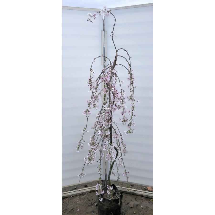 驚きの安さ しだれ富士桜 約1 9ｍ 現品発送 美樹形株 ２色咲きに見えるしだれ桜 特大植木苗木 富士しだれ桜 送料無料 公式 Atempletonphoto Com