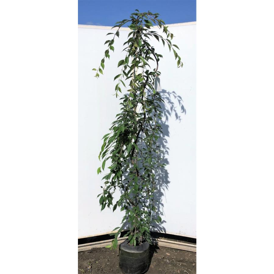 しだれ富士桜　約２ｍ　現品発送　美樹形株　２色咲きに見えるしだれ桜　特大植木苗木　富士しだれ桜　送料無料