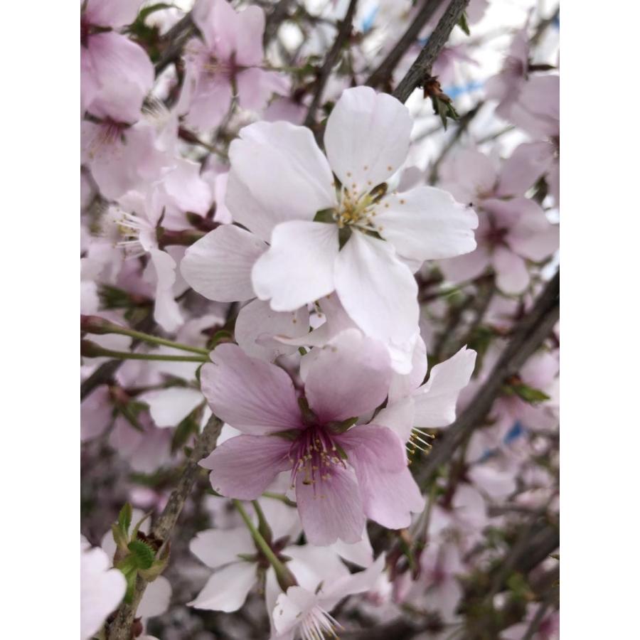 しだれ富士桜　約２ｍ　現品発送　美樹形株　２色咲きに見えるしだれ桜　特大植木苗木　富士しだれ桜　送料無料 