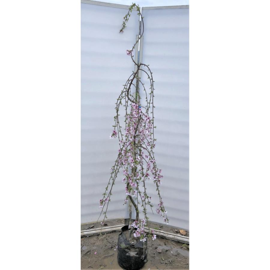 しだれ富士桜　約２ｍ　現品発送　美樹形株　２色咲きに見えるしだれ桜　特大植木苗木　富士しだれ桜　送料無料