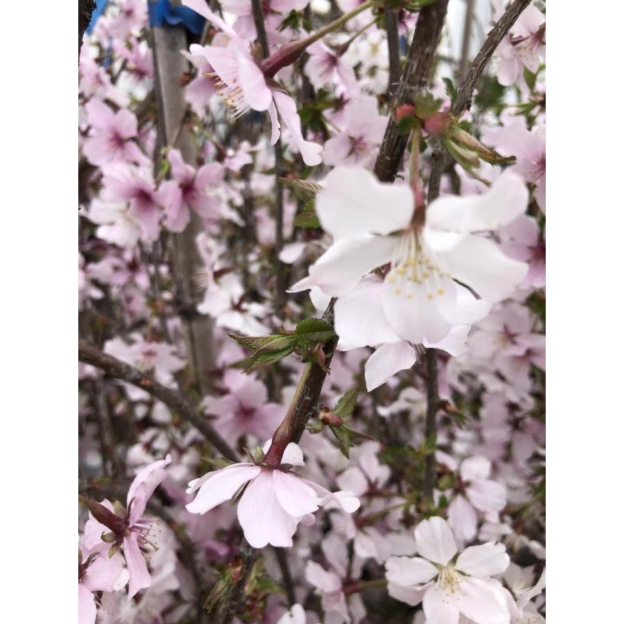 しだれ富士桜　約２ｍ　現品発送　美樹形株　２色咲きに見えるしだれ桜　特大植木苗木　富士しだれ桜　送料無料 