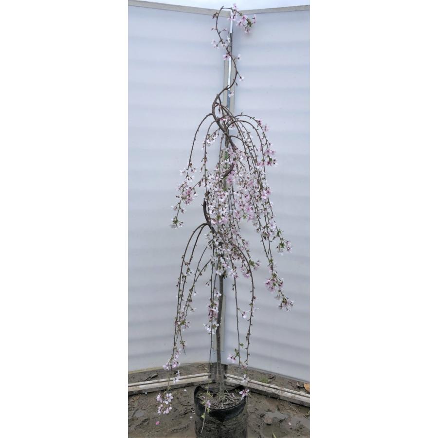 しだれ富士桜　約２ｍ　現品発送　美樹形株　２色咲きに見えるしだれ桜　特大植木苗木　富士しだれ桜　送料無料