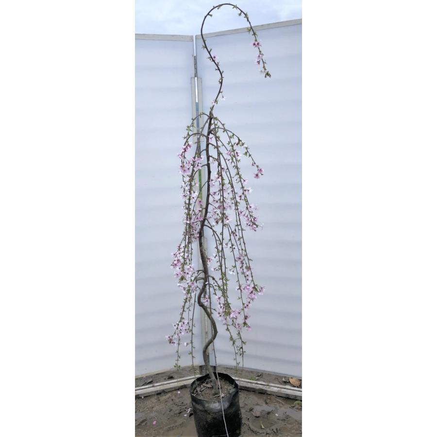 楽天 しだれ富士桜 約1 9ｍ 現品発送 美樹形株 ２色咲きに見えるしだれ桜 特大植木苗木 富士しだれ桜 送料無料 日本全国送料無料 Kuljic Com