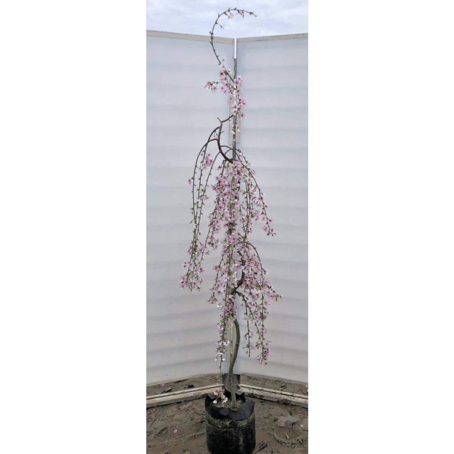 しだれ富士桜　約２ｍ　現品発送　美樹形株　２色咲きに見えるしだれ桜　特大植木苗木　富士しだれ桜　送料無料