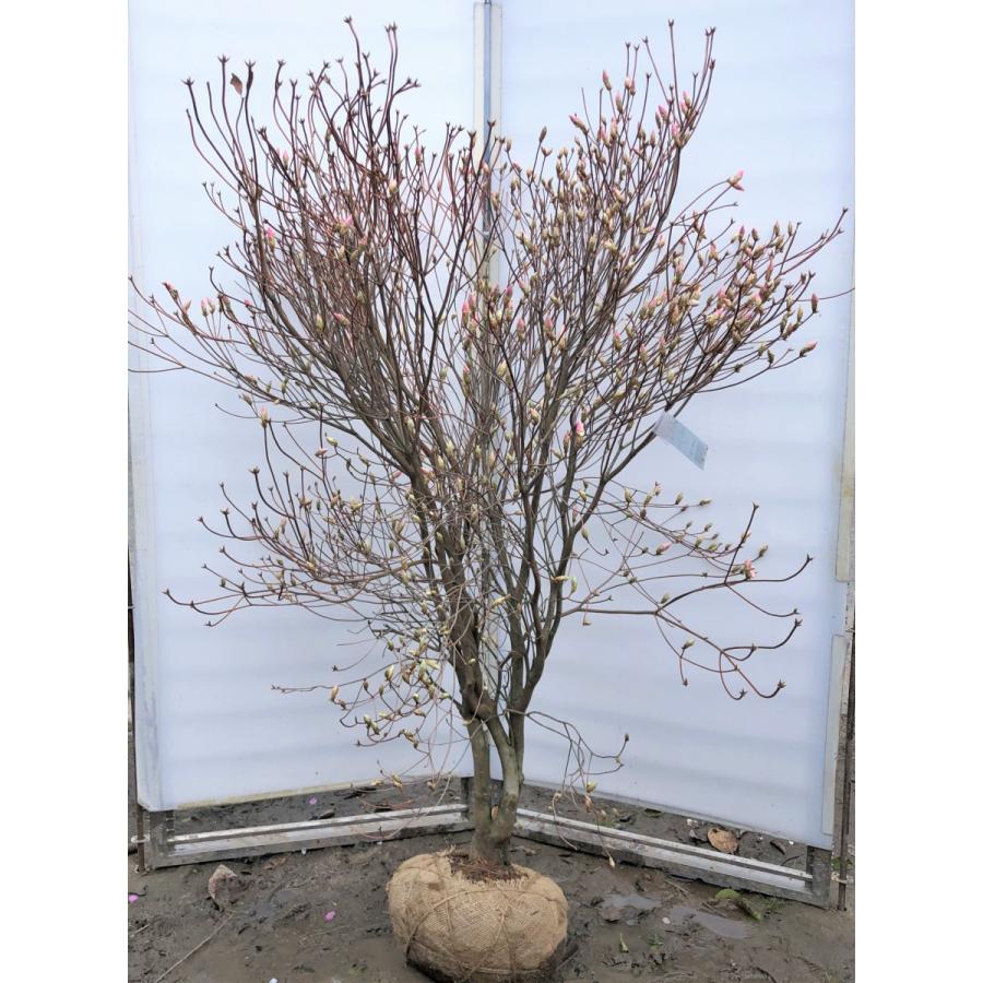 アケボノツツジ　株立ち　約1.7ｍ　現品発送　ピンク花ツツジ　大株植木苗木　曙躑躅　曙ツツジ　落葉樹　送料無料