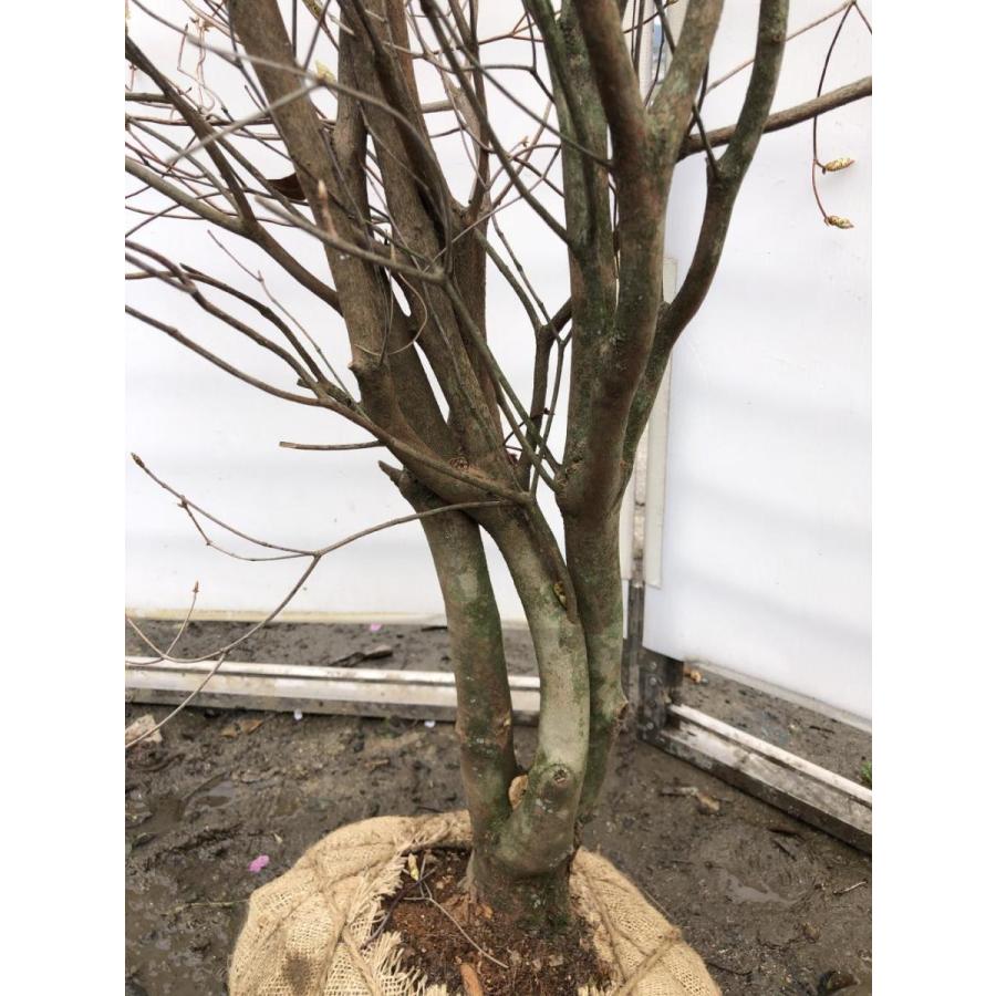 アケボノツツジ　株立ち　約1.7ｍ　現品発送　ピンク花ツツジ　大株植木苗木　曙躑躅　曙ツツジ　落葉樹　送料無料 